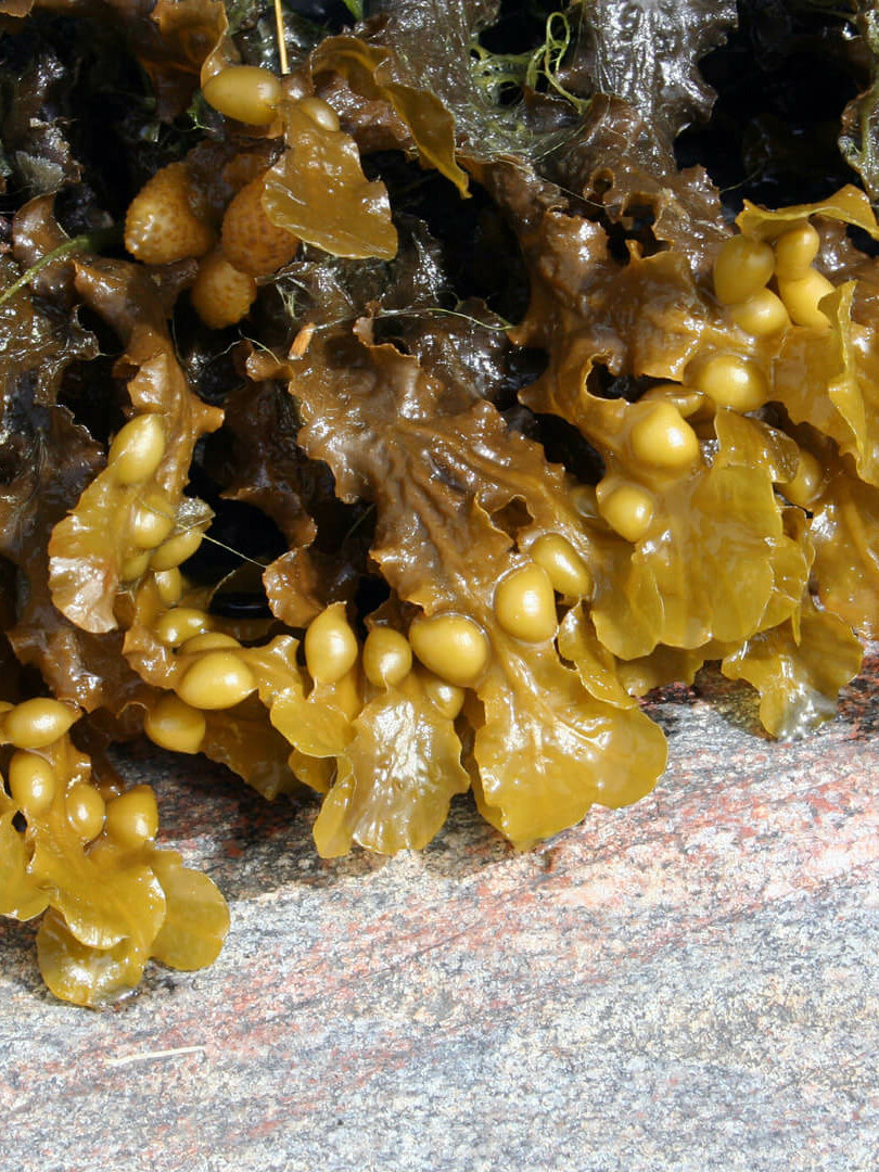 Rakkohauru rannassa.